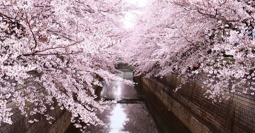 Les astuces de la photographe Shiho Fukada pour réussir ses clichés de fleurs de cerisier