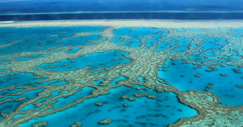 La Grande Barrière de corail ne se remettra pas du réchauffement climatique