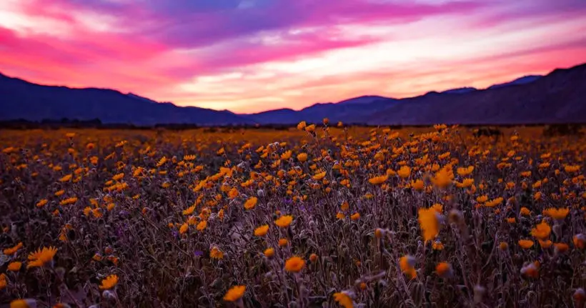 Le parterre de fleurs de Californie est tellement impressionnant qu’on peut le voir depuis l’espace