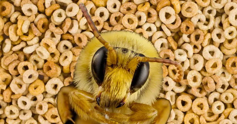 Polémique : en essayant de sauver les abeilles, Cheerios les met peut-être en danger