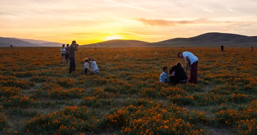 Quand des instagrameurs mettent en danger le sol fleuri du désert californien