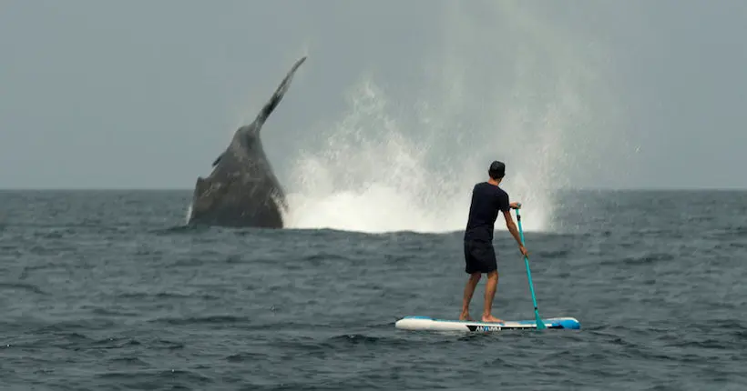 Lost in the Swell, les aventures de trois surfeurs baroudeurs au Gabon