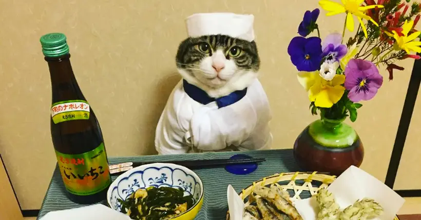 Un chat habillé en chef : le dernier concept qui amuse Instagram