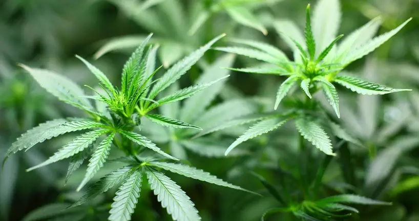 Que pensent les candidats à la présidentielle de la légalisation du cannabis ?