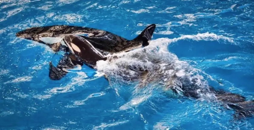Un dernier orque naît en captivité à SeaWorld au Texas