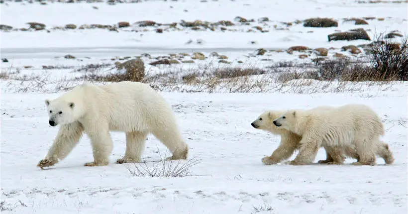 Trump autorise la chasse aux ours polaires et aux loups d’Alaska