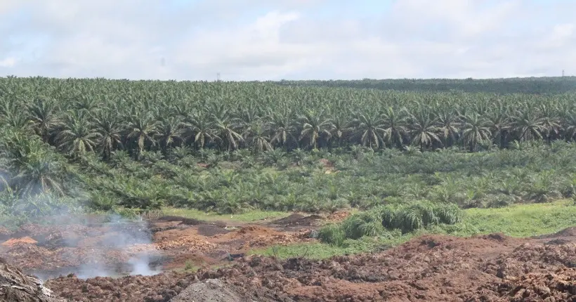 Vidéo : le problème de l’huile de palme expliqué en moins de 5 minutes
