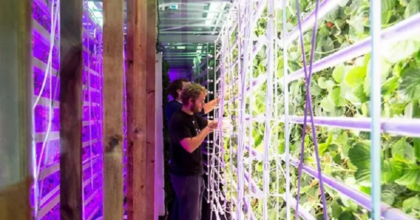 À Paris, une start-up surcycle de vieux conteneurs pour y faire pousser des fraises bio