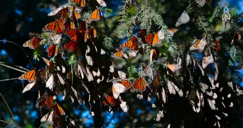 Vidéo : le ballet coloré des papillons monarques en migration