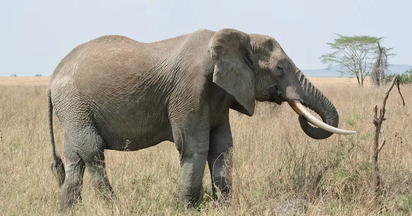 Au Zimbabwe, un chasseur meurt écrasé sous le poids d’un éléphant