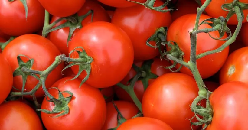 Derrière la sauce tomate “made in Italy”, le juteux business de la Mafia et le drame de la mondialisation