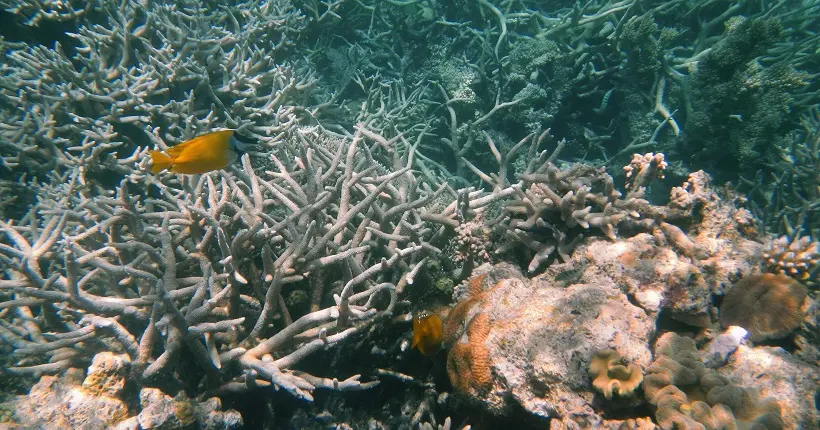 En Australie, le blanchissement de la barrière de corail n’en finit pas de s’aggraver
