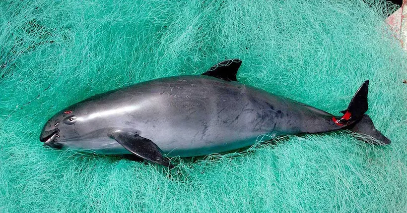 Massacrés par la pêche industrielle, les marsouins du Pacifique sont au bord de l’extinction