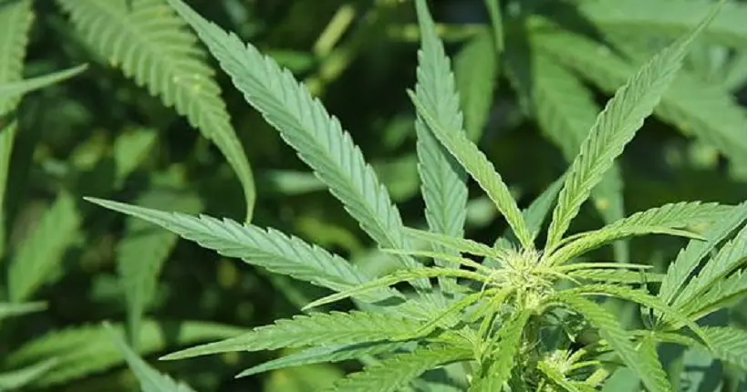 L’Uruguay devient le premier État producteur de marijuana
