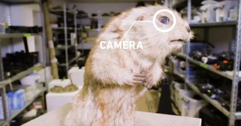 Vidéo : pour filmer un docu animalier, rien de mieux qu’un animal-robot téléguidé