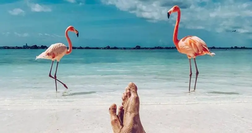 20 000 lieux sur la Terre : la plage des Caraïbes où l’on se baigne avec des flamants roses