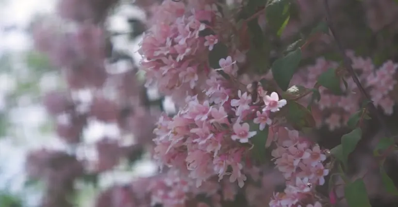 Le Componar 75 mm ou l’objectif étrange qui fait un bokeh aux formes carrées