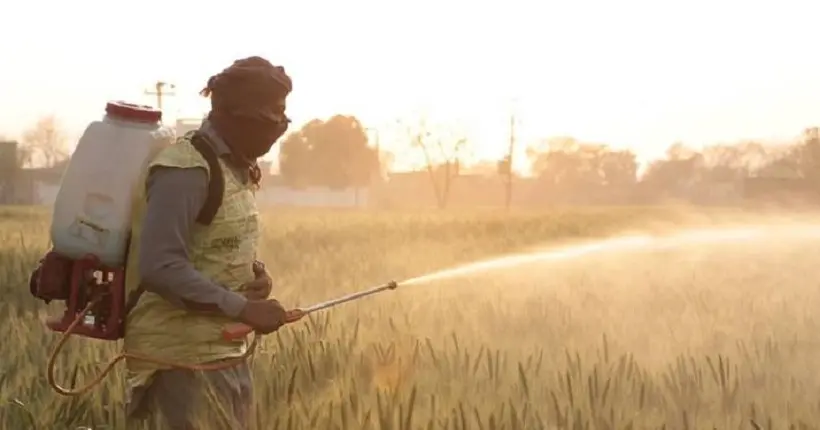 La France autorise l’exportation d’un pesticide interdit vers des pays en développement