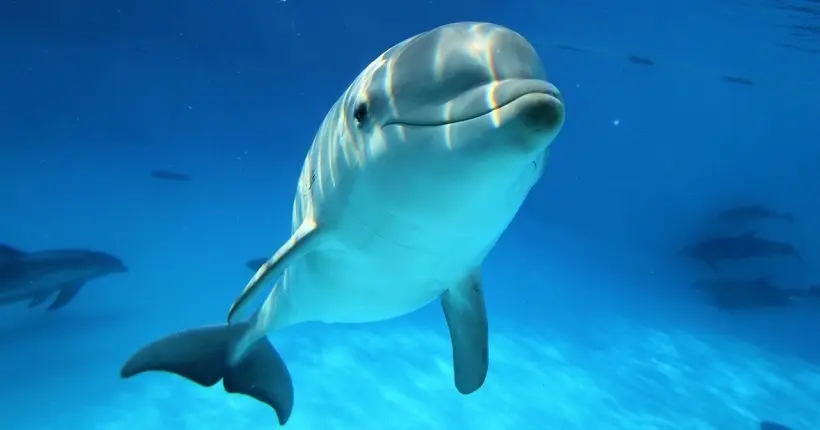 La France met finalement fin à la reproduction des orques et des dauphins en captivité