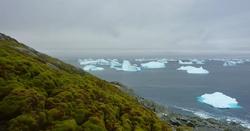 À cause du réchauffement climatique, la végétation s’empare de l’Antarctique