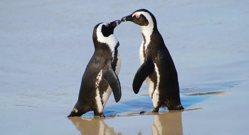 Ce projet Kickstarter veut créer des nids d’urgence pour les pingouins menacés