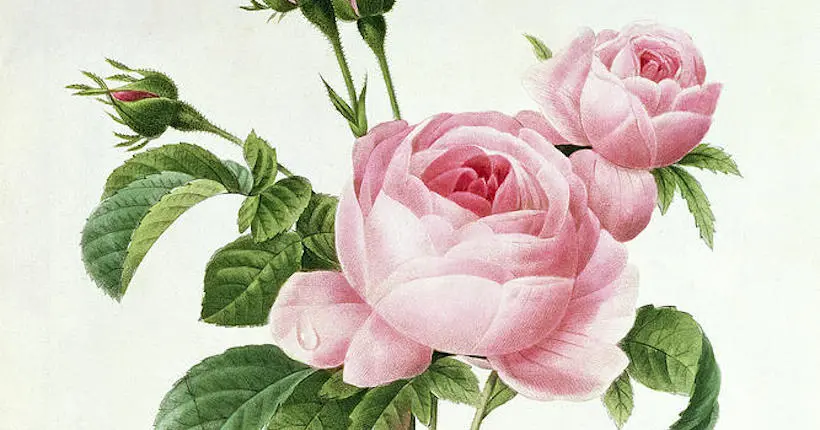 Le musée de la Vie romantique célèbre le pouvoir des fleurs en retraçant l’œuvre de Pierre-Joseph Redouté