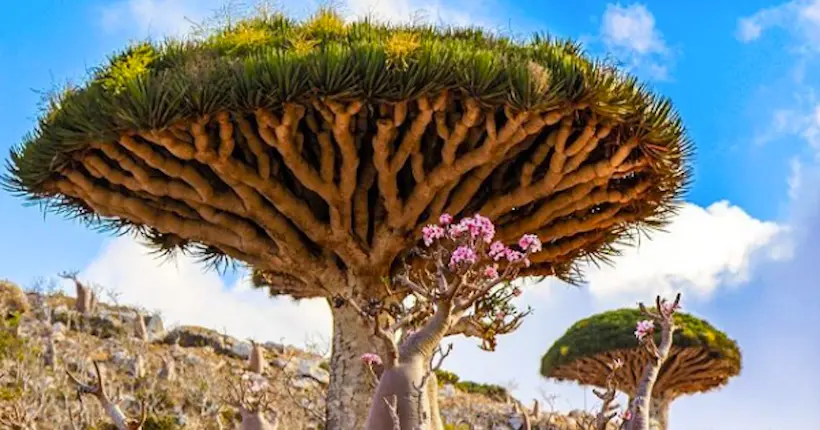20 000 lieux sur la Terre : l’incroyable nature de l’île de Socotra