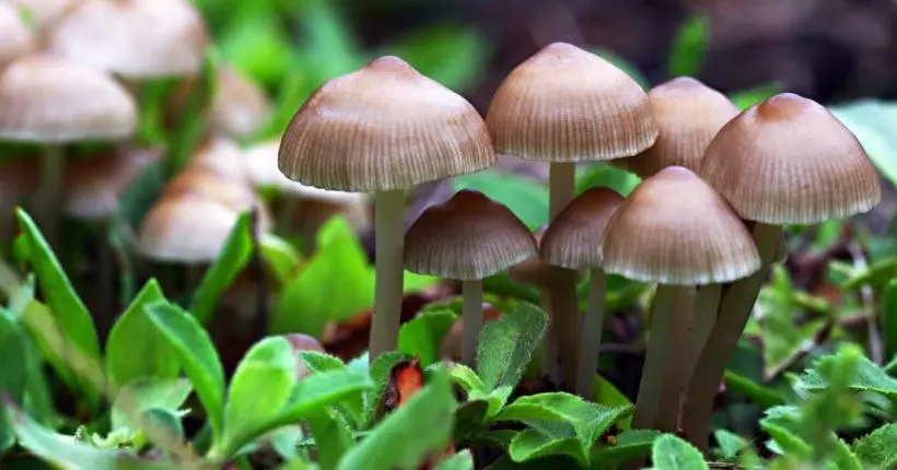 Selon le Global Drug Survey, les champis sont la drogue la moins nocive