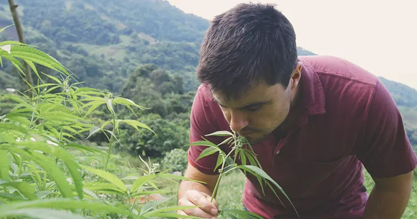 Trailer : Highland, un docu-série sur le trafic de cannabis en Thaïlande