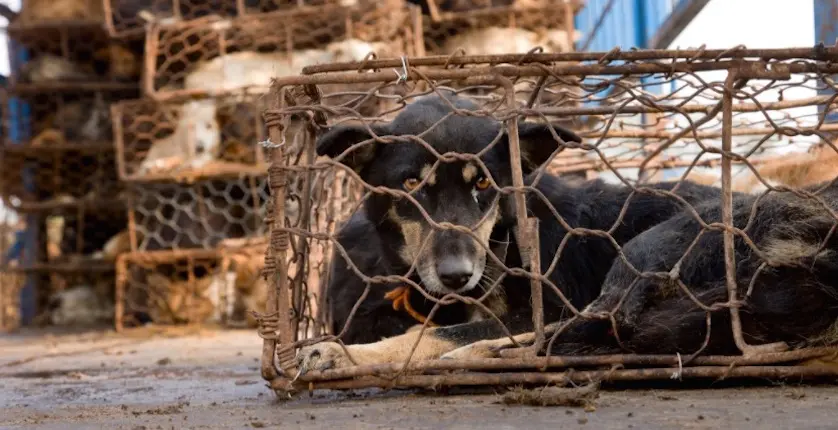 Chine : la viande de chien sur le point d’être interdite à la vente au festival de Yulin