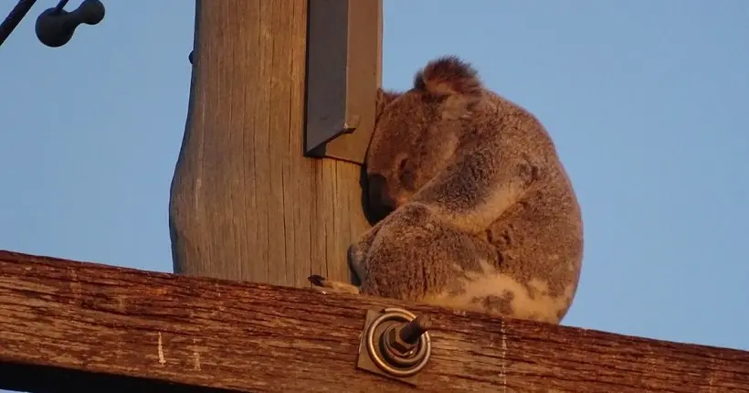 En images : à cause de la déforestation en Australie, les koalas se retrouvent à la rue