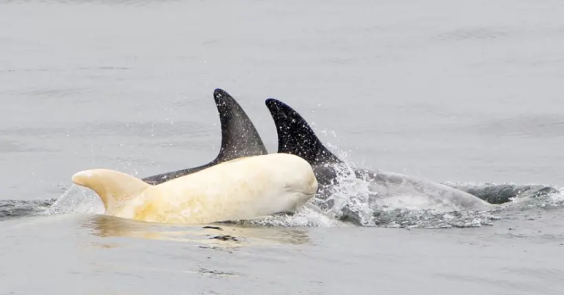 Un petit dauphin blanc a été aperçu au large des côtes californiennes