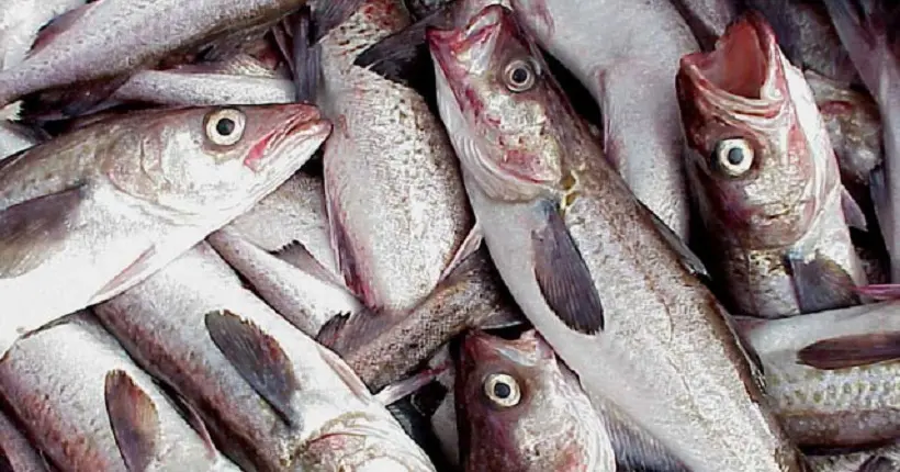 La pêche industrielle gaspille chaque année près de 10 millions de tonnes de poissons