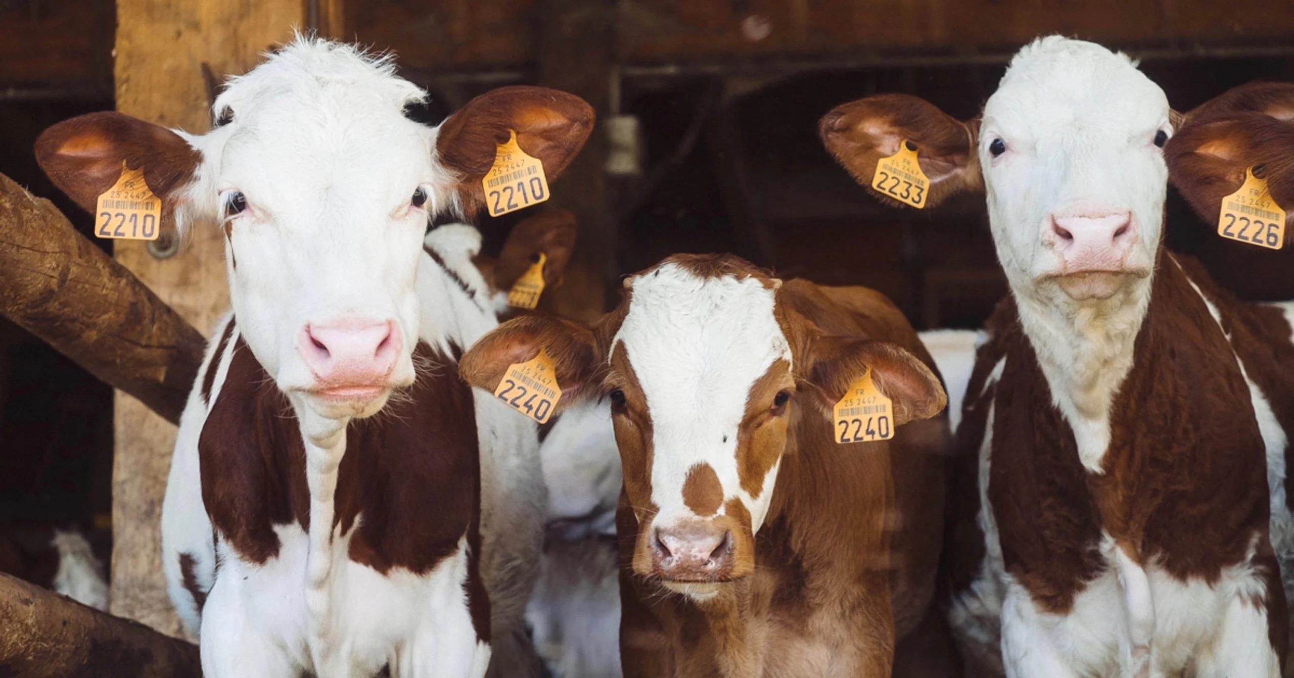 À cours de lait, le Qatar fait venir 4 000 vaches par avion