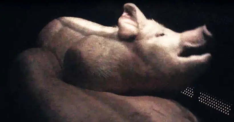 Une nouvelle vidéo L214 met en lumière la violente méthode de gazage des cochons au CO2