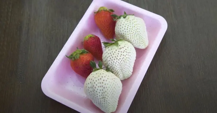 Vidéo : au Japon, les fraises blanches qui valent de l’or