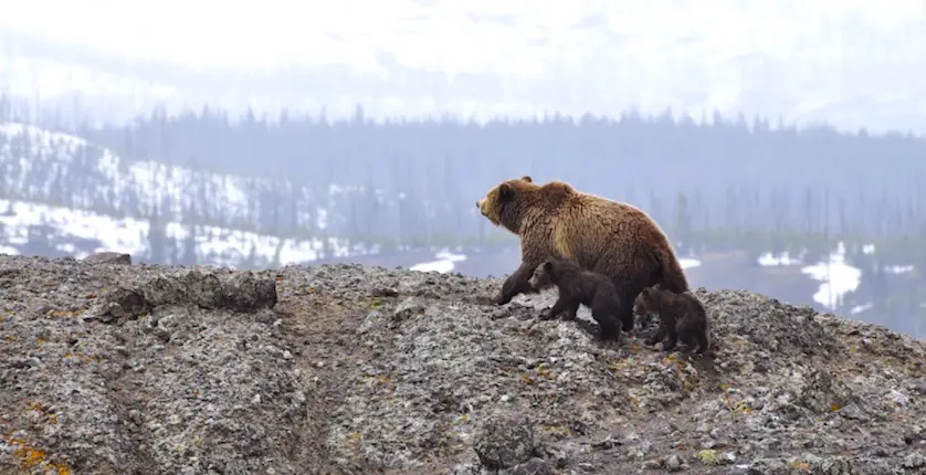 Selon le gouvernement américain, les grizzlis de Yellowstone ne sont plus en voie d’extinction