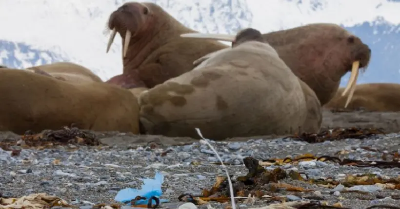 Les plages perdues de l’Arctique sont encore plus polluées que celles des côtes européennes