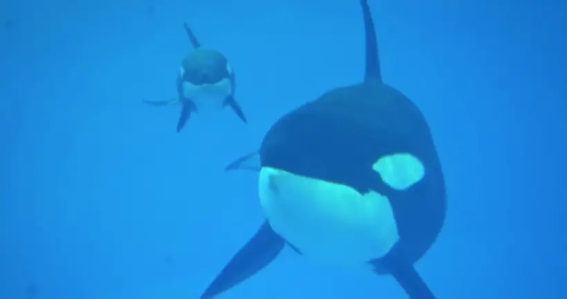 La dernière orque née en captivité à SeaWorld est morte à l’âge de trois mois