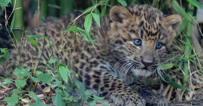 Naissance d’une petite panthère de Chine du Nord au zoo du Jardin des plantes