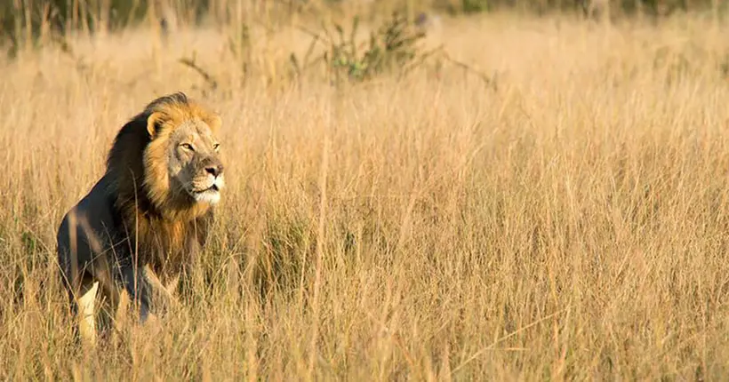 Xanda, fils du lion Cecil, a lui aussi été tué par des chasseurs