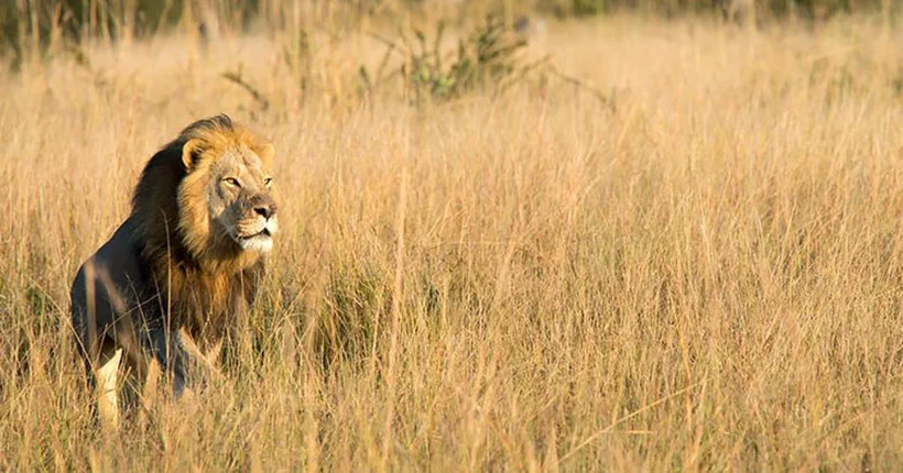 Xanda, fils du lion Cecil, a lui aussi été tué par des chasseurs