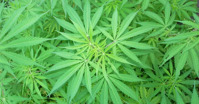 Les Uruguayens peuvent maintenant choper de la weed à la pharmacie