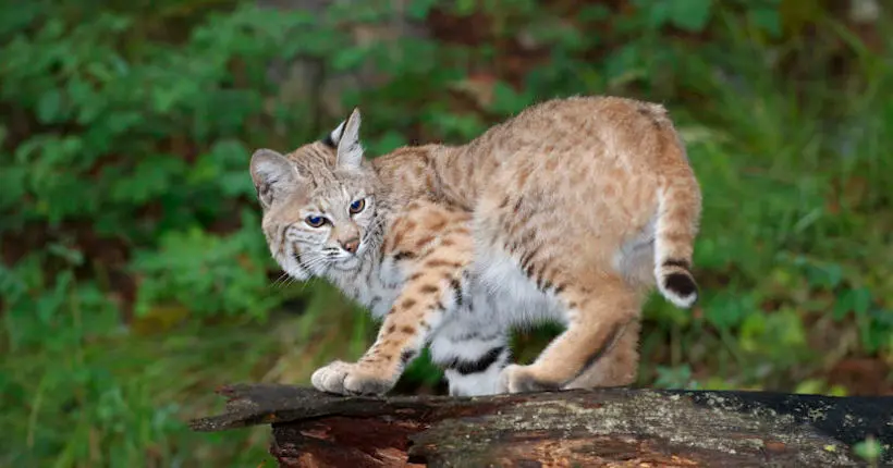 Des scientifiques veulent réintroduire le lynx dans les forêts britanniques