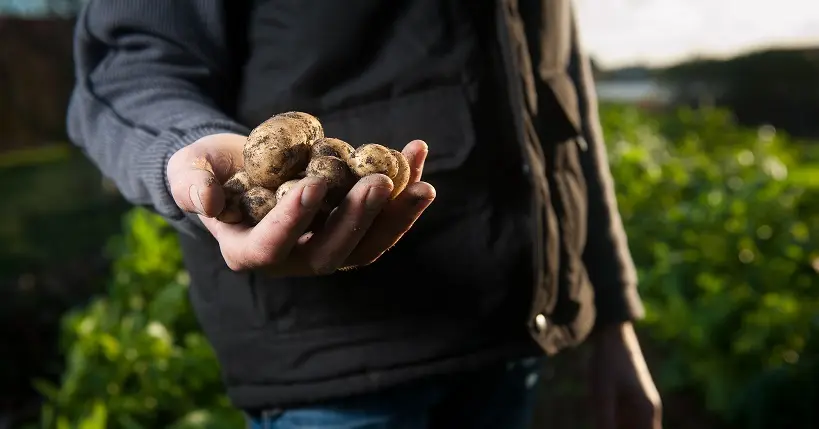 De la purée de pommes de terre préhistorique a été trouvée aux États-Unis
