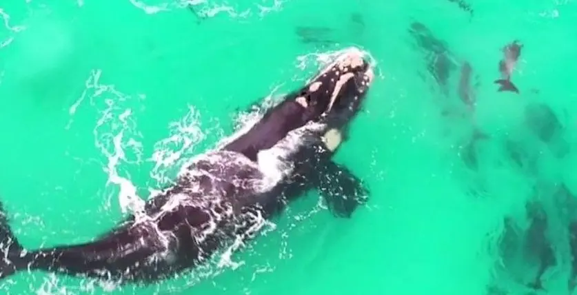 Plongez dans l’océan avec cette vidéo d’une baleine qui joue avec des dauphins