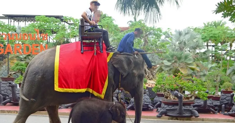 Une ONG dénonce les conditions de vie inacceptables des “éléphants à touristes” en Asie