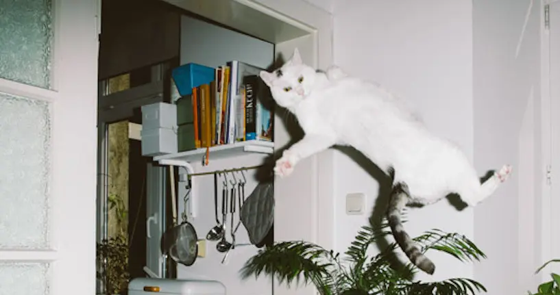 Jumping Cats, la série photo qui te donne envie de jouer à chat perché