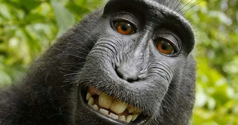 Le cas litigieux du selfie pris par un macaque revient sur le devant de la scène