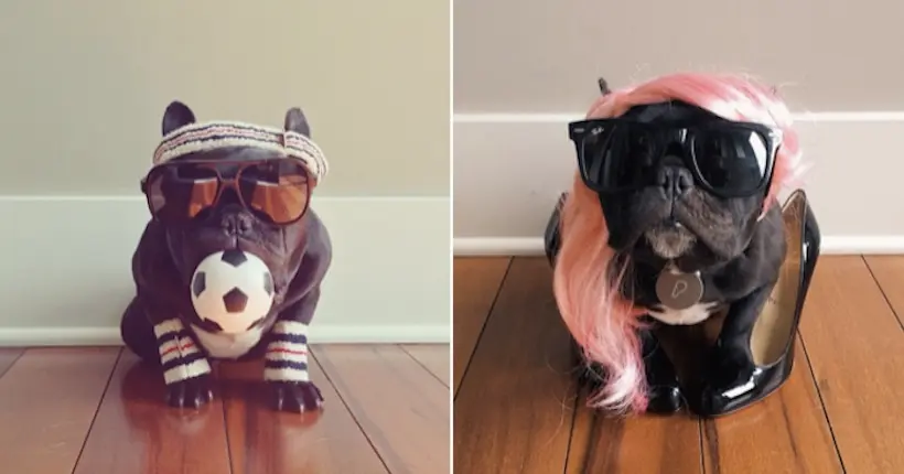 Trotterpup, le bouledogue devenu la nouvelle mascotte d’Instagram